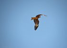 Zwarte wouw (oostelijk) (black-eared kite) Milvus migrans lineatus  - Gerkamp bij Gurvanbulag 13-08-2016 (3)